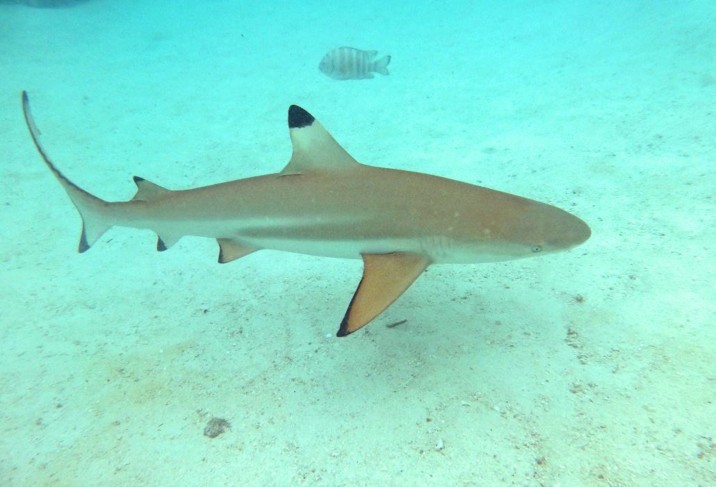 Blacktip reef shark, Mo'orea, French Polynesia 2019.